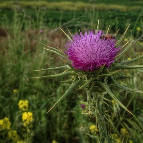 purple flower