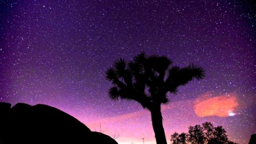 joshua-tree-nightfall