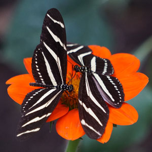 Two Butterflies on Red Flower