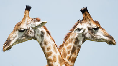 Two giraffees looking in the opposite direction