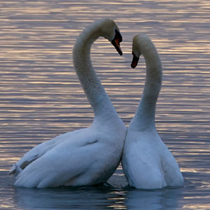 Two swans with necks making a heart