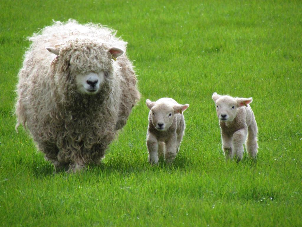 15 Underappreciated Kosher Animals