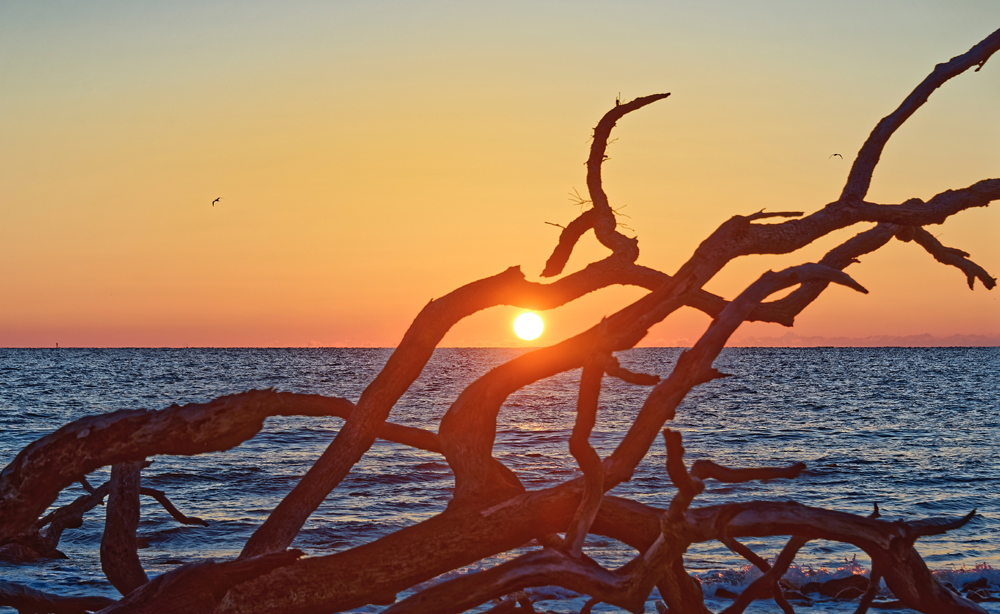 Sun on horizon seen through tree branches