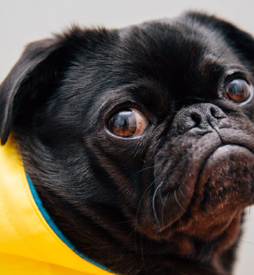 Black pug in yellow wrap