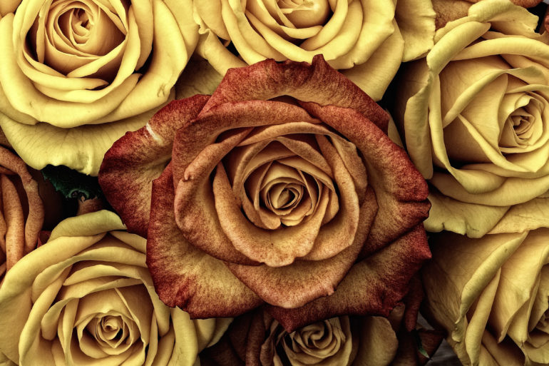 Yellow roses in background with rust colored rose on top
